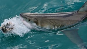 Un Carcharodon carcharias (grande squalo bianco)